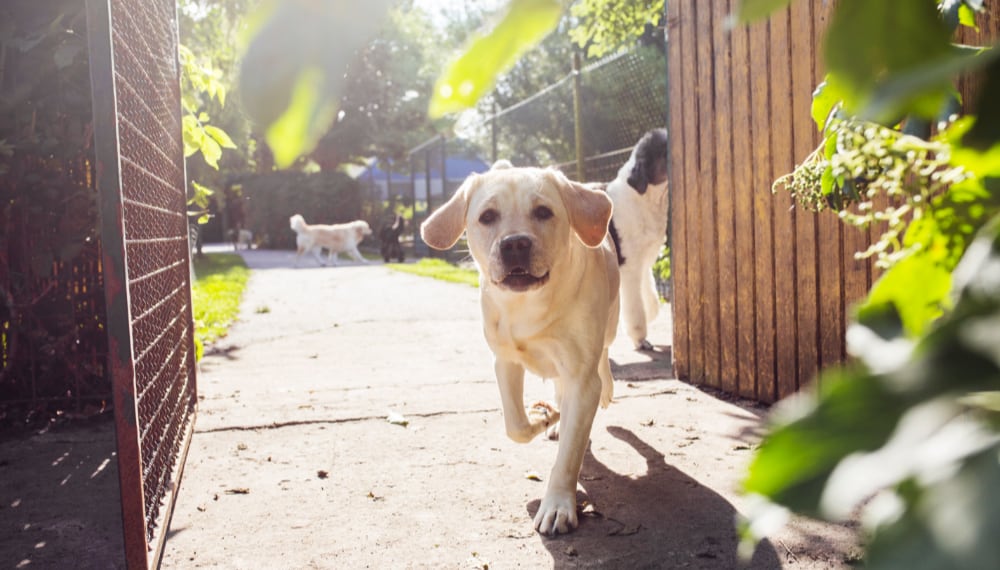 Home dogs walking in park 2021 08 28 23 17 53 utc